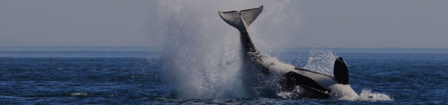 whale-watching - Discover Victoria BC, International city of adventure.